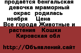 продаётся бенгальская девочка(мраморный окрас).родилась 5ноября, › Цена ­ 8 000 - Все города Животные и растения » Кошки   . Кировская обл.